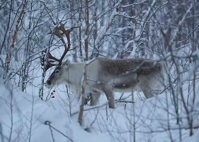 Dom wakacyjny Viihtyisae Moekki Riekkojen Mailla Hetassa